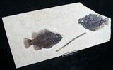 Double Priscacara Fish Fossil With Twig #8572-1